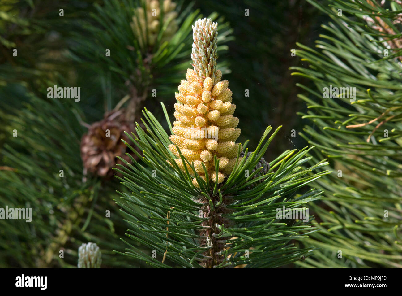 Male pollen producing strobili of Pinus Mugo Stock Photo