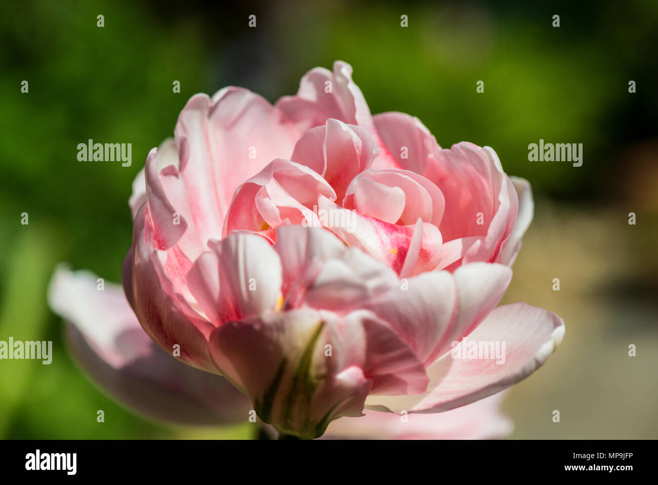Tulipa 'Angélique' double late tulip in flower in spring Stock Photo