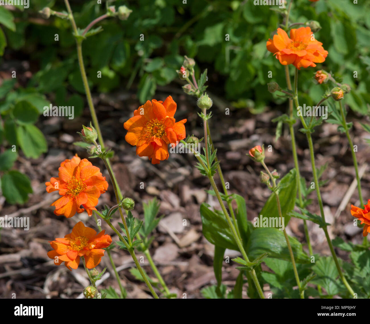 Geum Dolly North Stock Photo