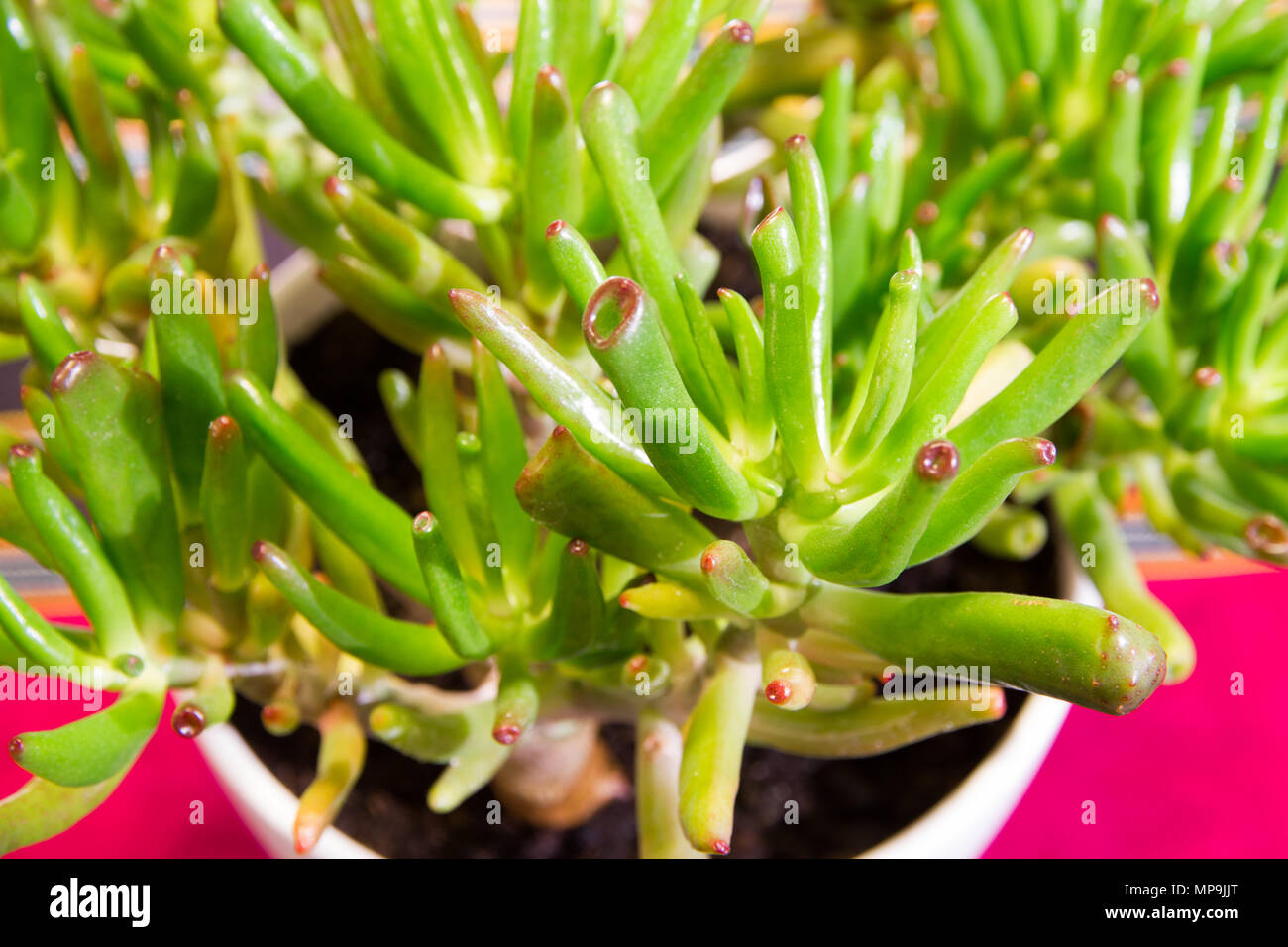 Close up showing the succulent plant Trumper or Finger Jade (Crassula ovata Convoluta) Stock Photo
