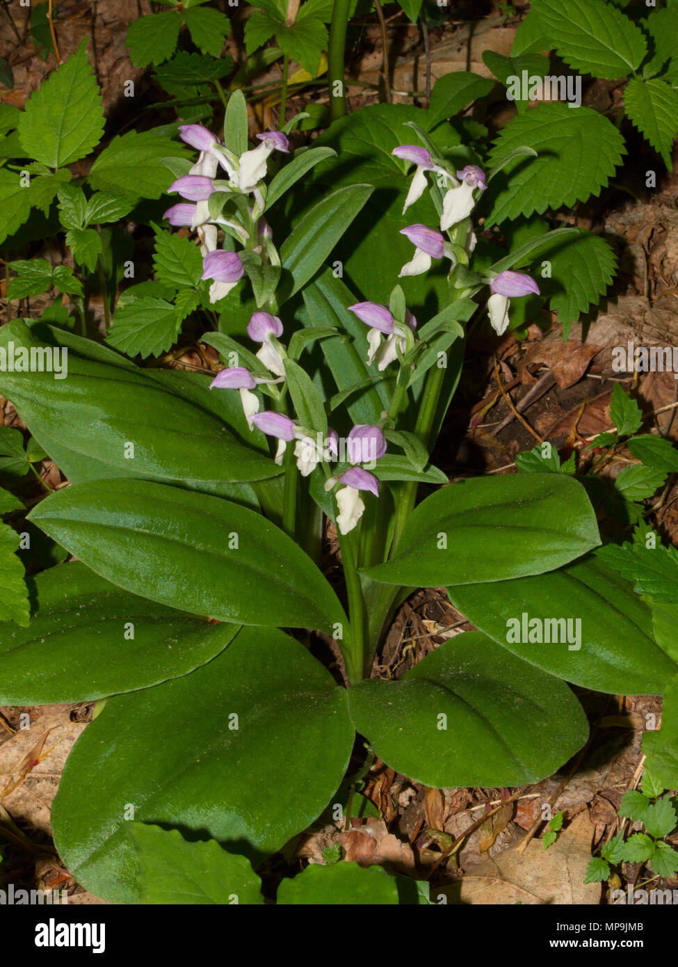 A group of showy orchids in bloom. Stock Photo