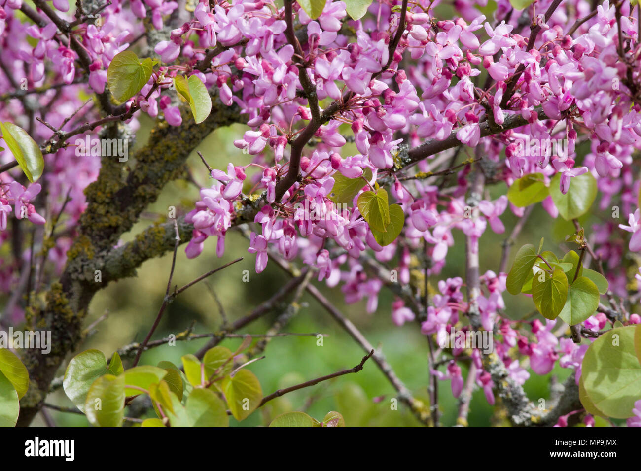 Cercis siliquastrum Judas tree Stock Photo