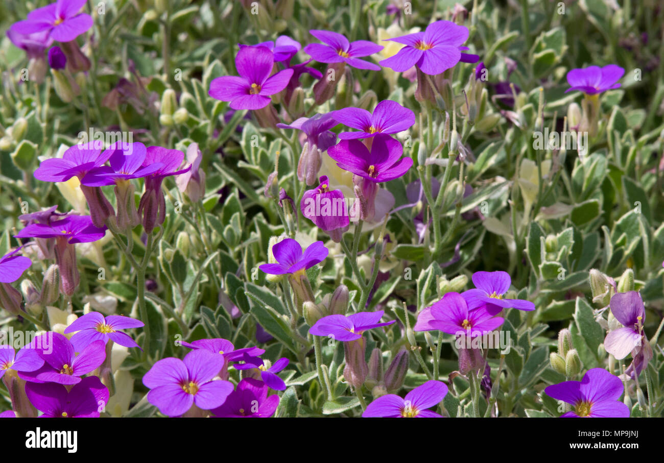 Aubrieta deltoidea Variegated Stock Photo