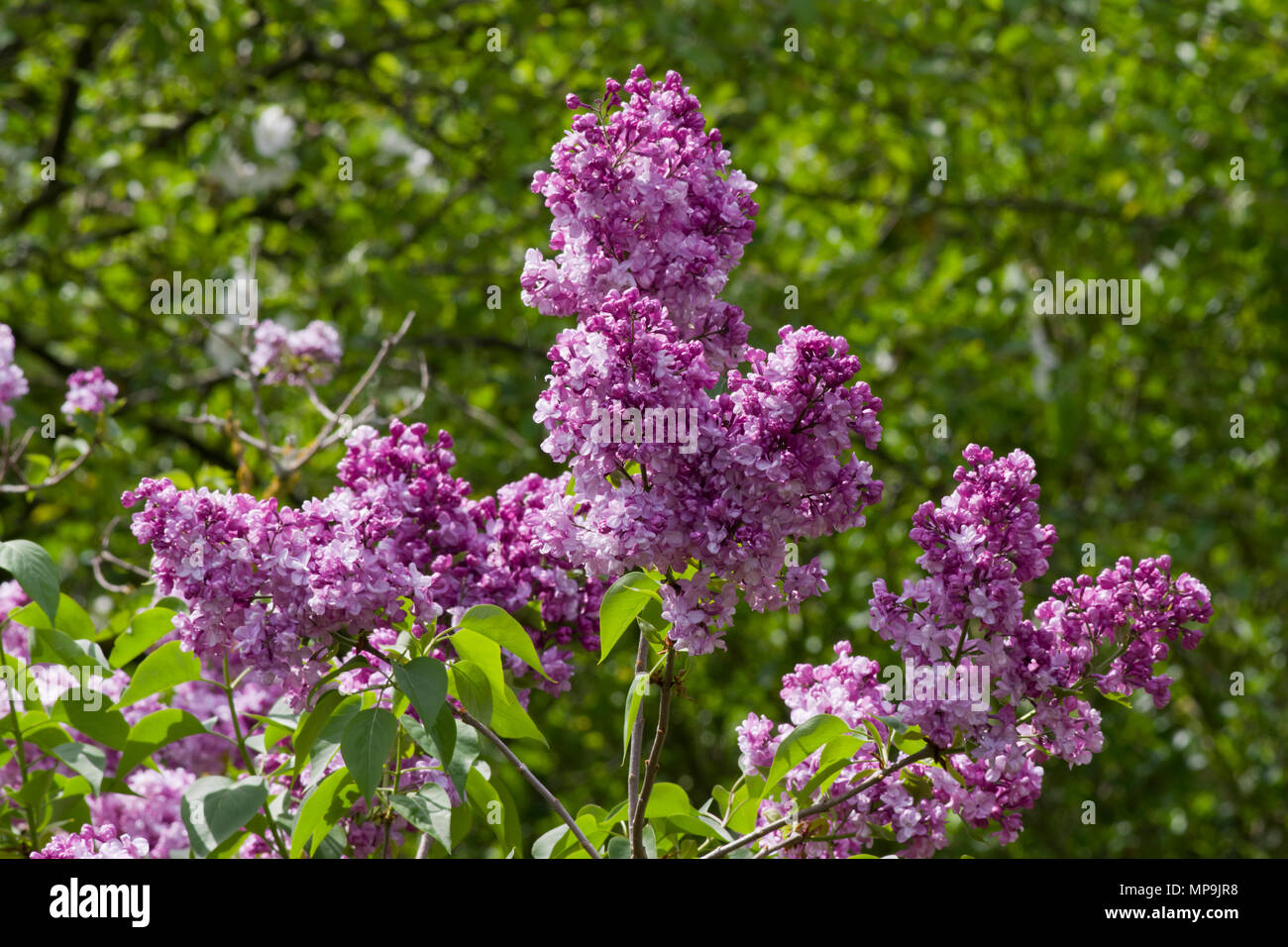 Syringa vulgaris garden hi-res stock photography and images - Alamy