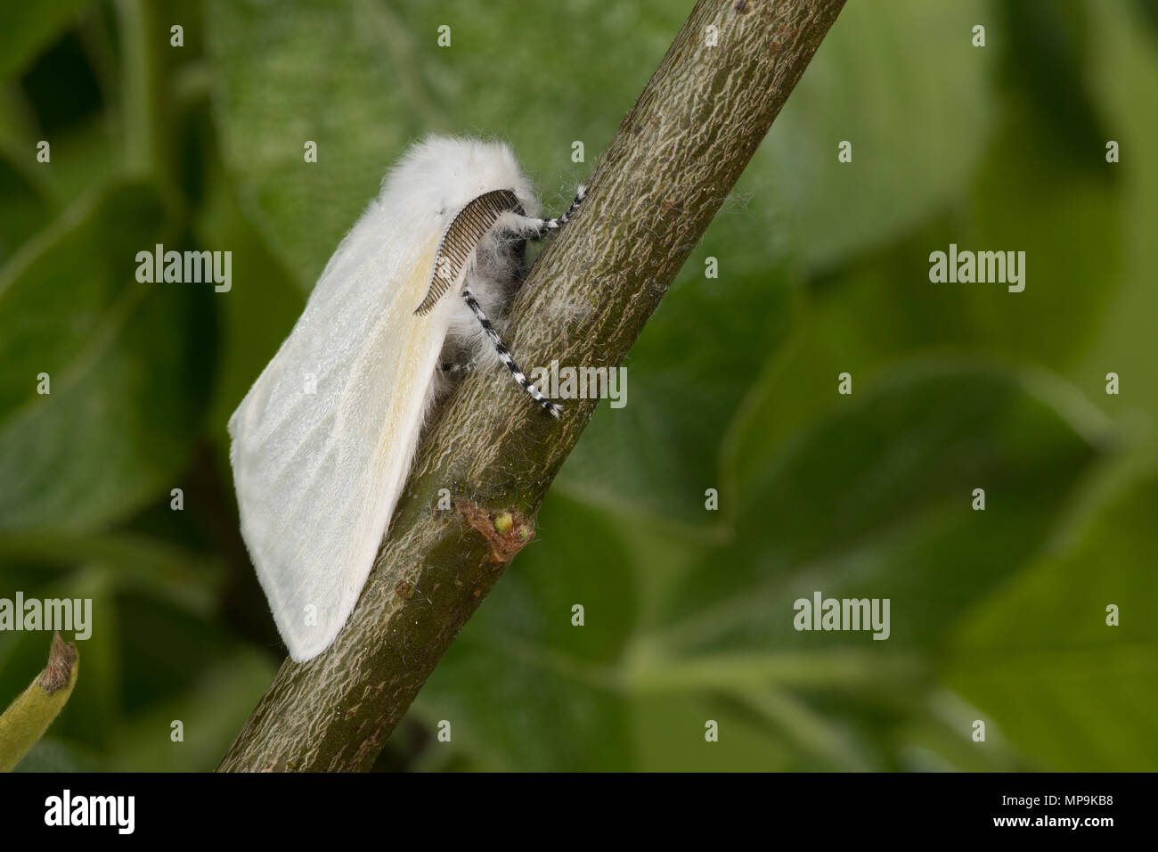 Pappelspinner, Pappel-Trägspinner, Pappel-Spinner, Atlasspinner, Atlas, Weidenspinner, Männchen, Leucoma salicis, Stilpnotia salicis, satin moth, Whit Stock Photo