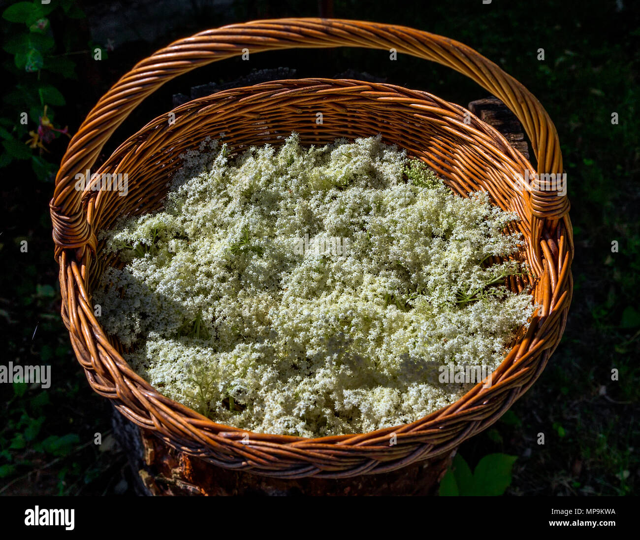 Elder white flowers herb hi res stock photography and images Alamy