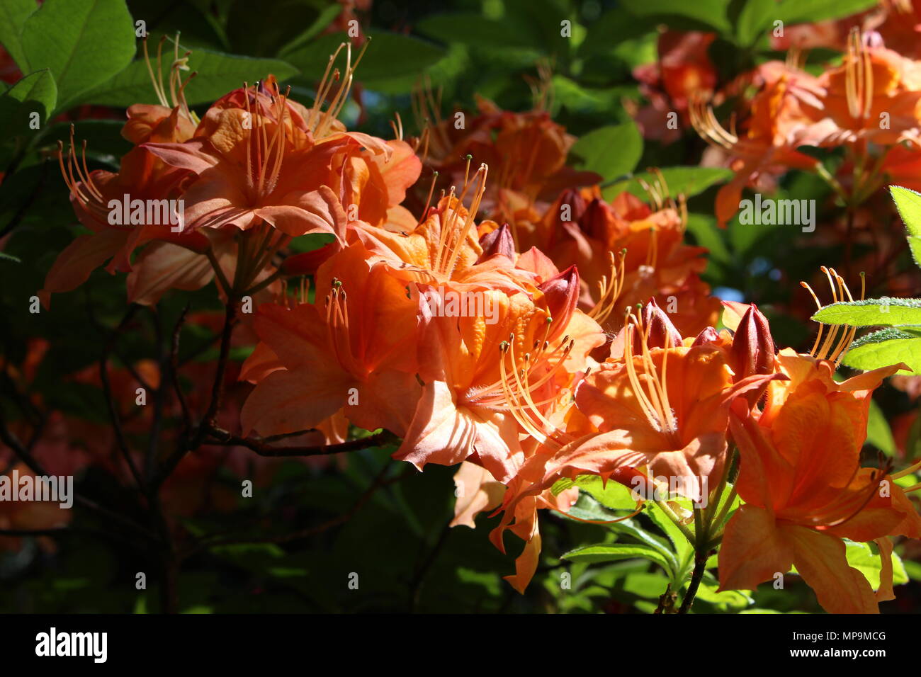 Rhododendron bushes in full bloom, orange, reds and peach colours Stock Photo