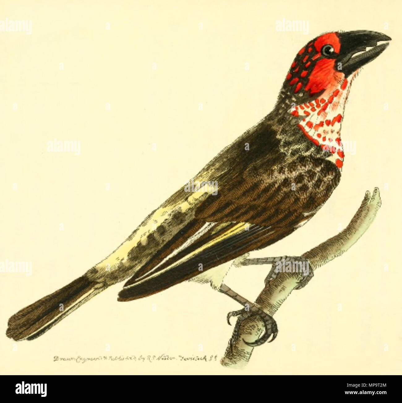 . Lybius vieilloti = Pognius Vieilloti . 1815. Richard Polydore Nodder (bl. 1786–1820) 835 Lybius vieilloti Stock Photo