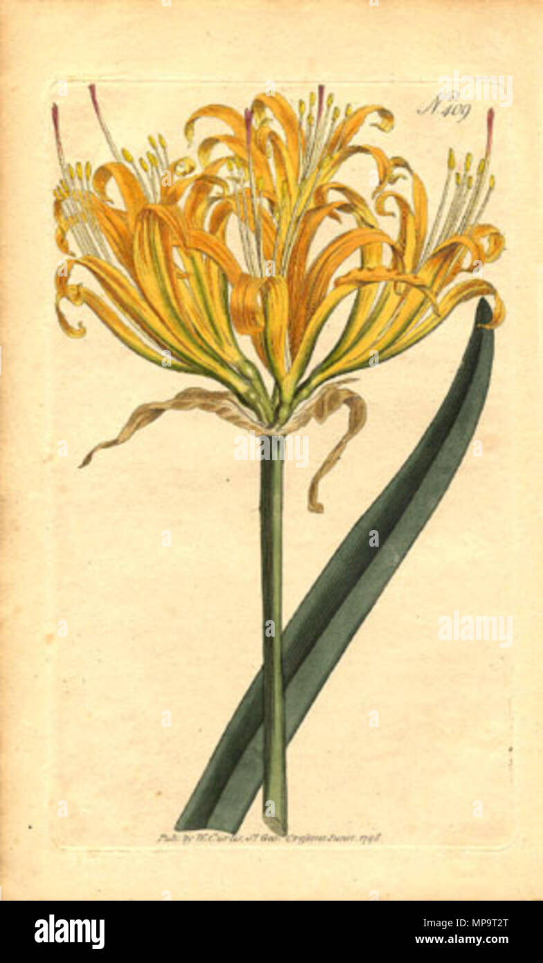 Lycoris Aurea 1798 William Curtis 1746 1799 Alternative Names Curtis Description English Botanist Entomologist Bryologist And Mycologist Date Of Birth Death 11 January 1746 7 July 1799 Location Of Birth Death Alton Royal