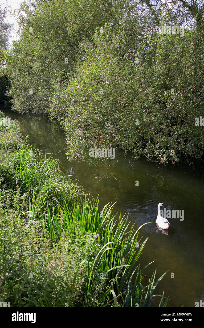 A swan on the River Avon, one of the most bio-diverse chalk streams systems in the UK, in Salisbury, Wiltshire, England, UK Stock Photo