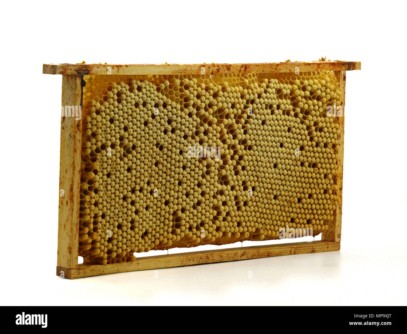 whole bee comb with drone eggs, brood isolated on white background Stock Photo