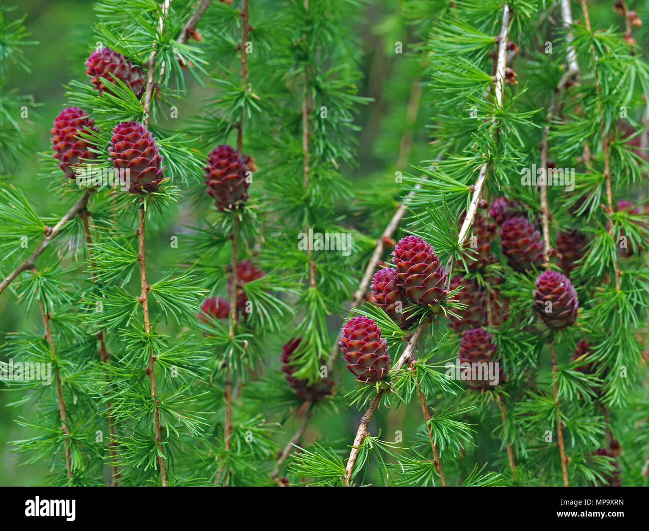 many larch cones on european larch, close up Stock Photo