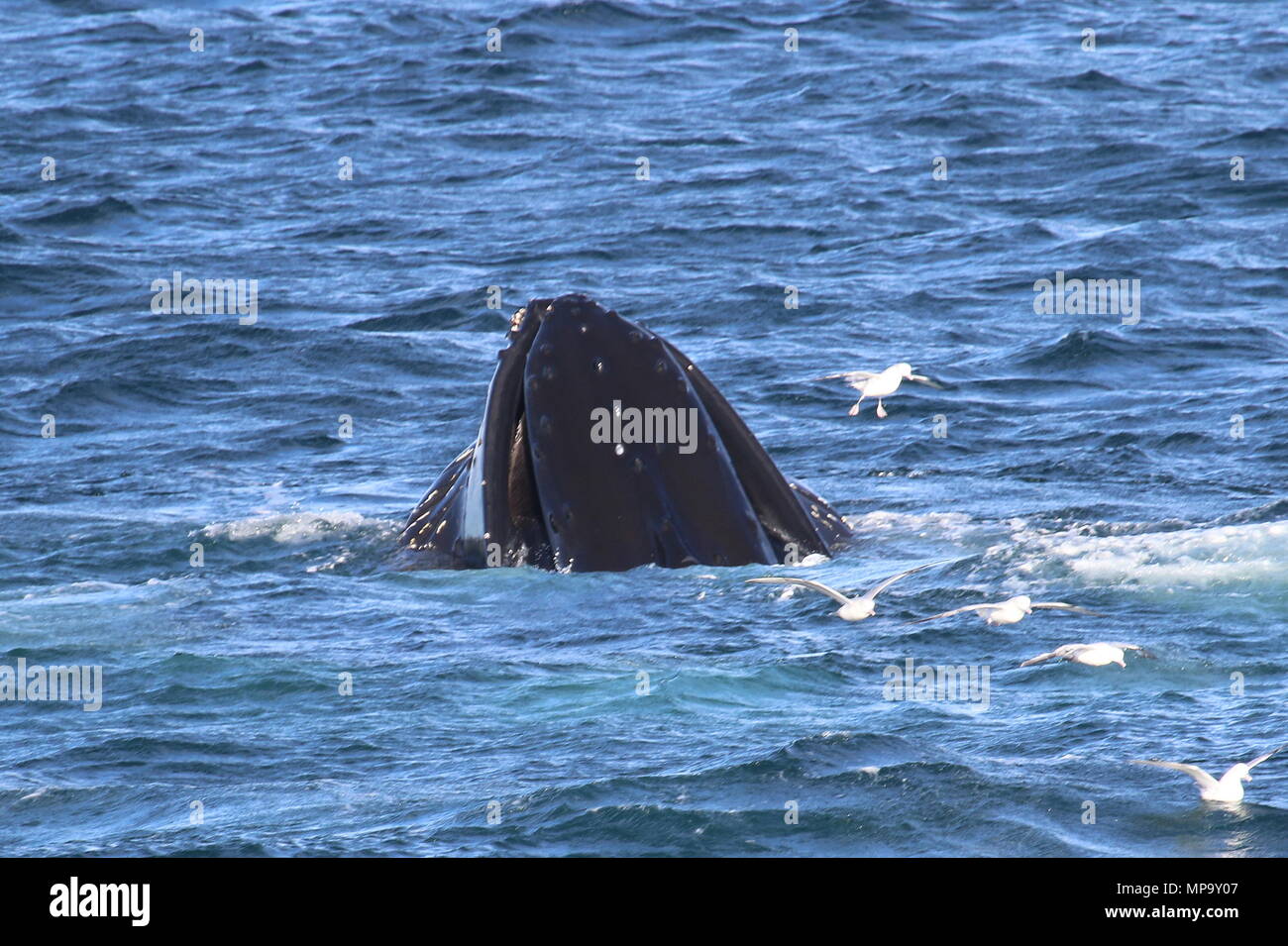 Humpback whales feeding Stock Photo