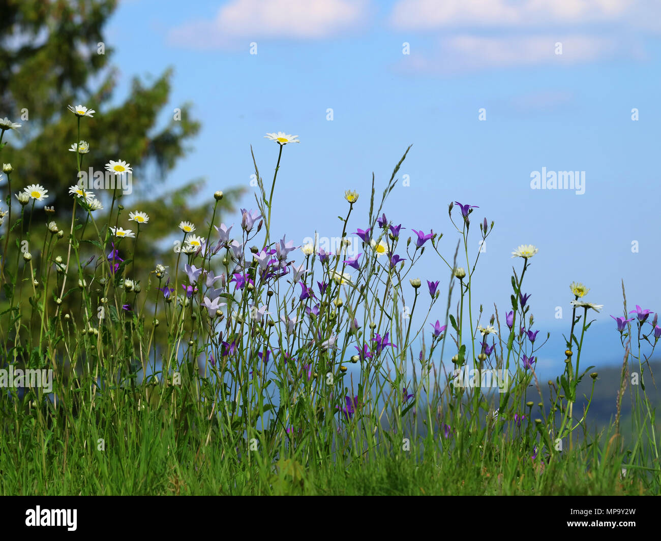 bluebells and daisies in a green meadow with blue sky on background Stock Photo