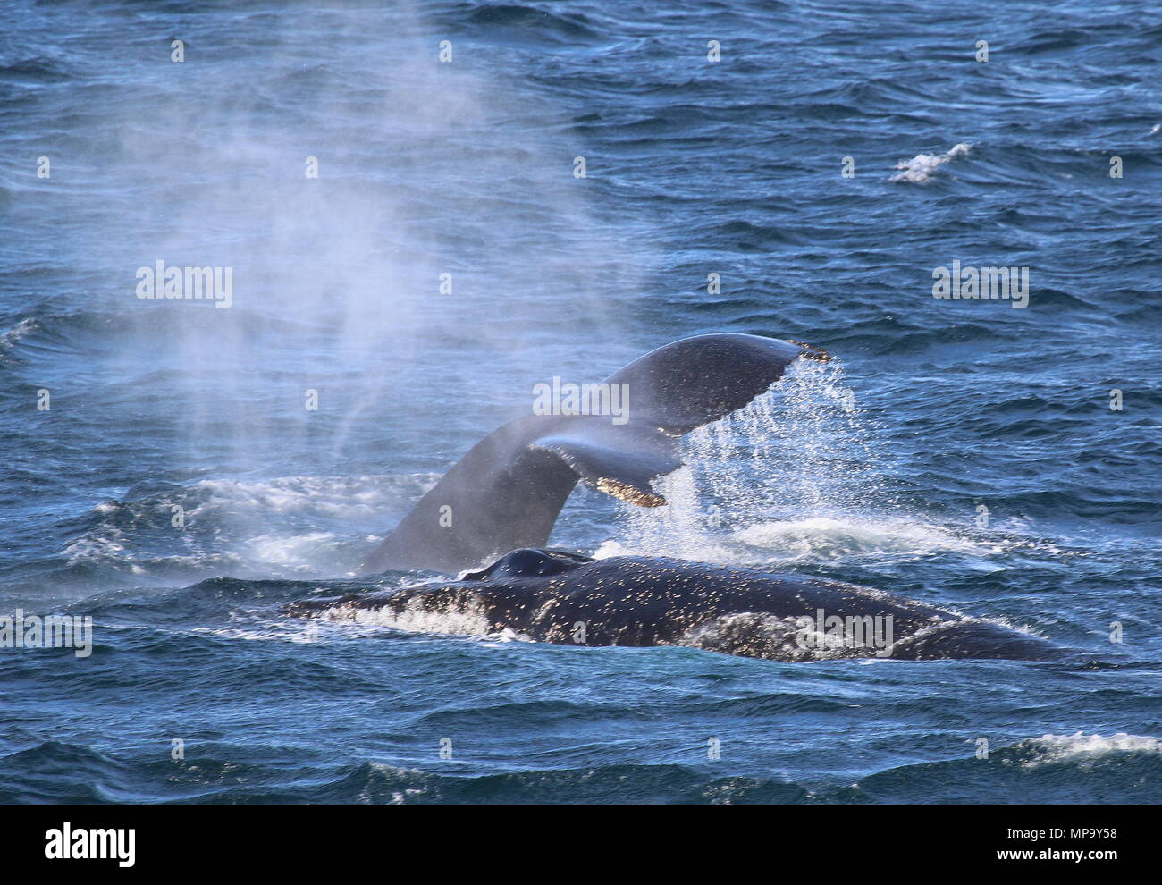Humpback whales feeding Stock Photo
