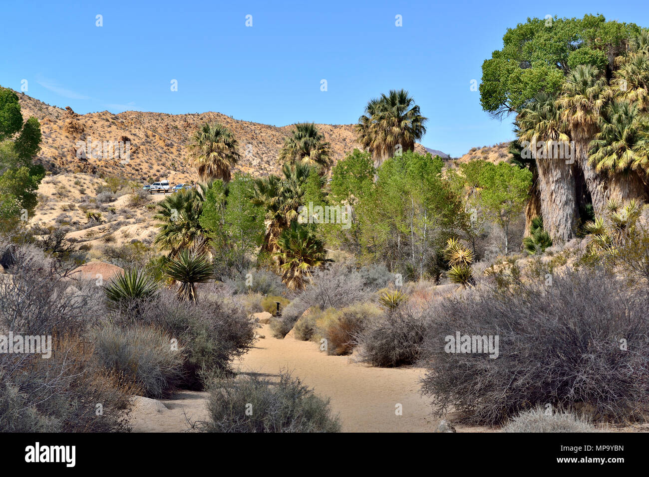 Cottonwood Spring Joshua Tree Stock Photos & Cottonwood Spring Joshua