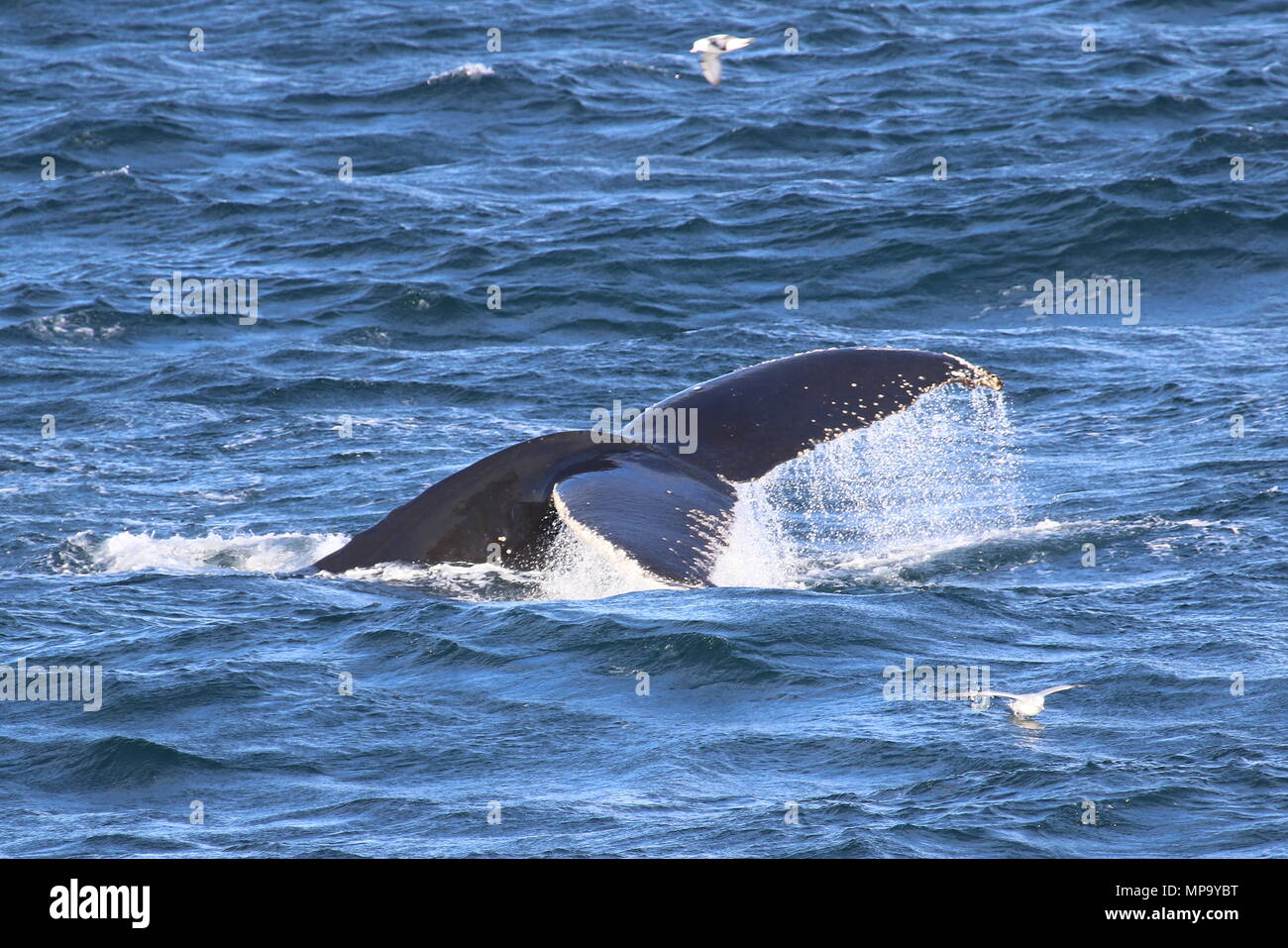 Humpback whales feeding Stock Photo