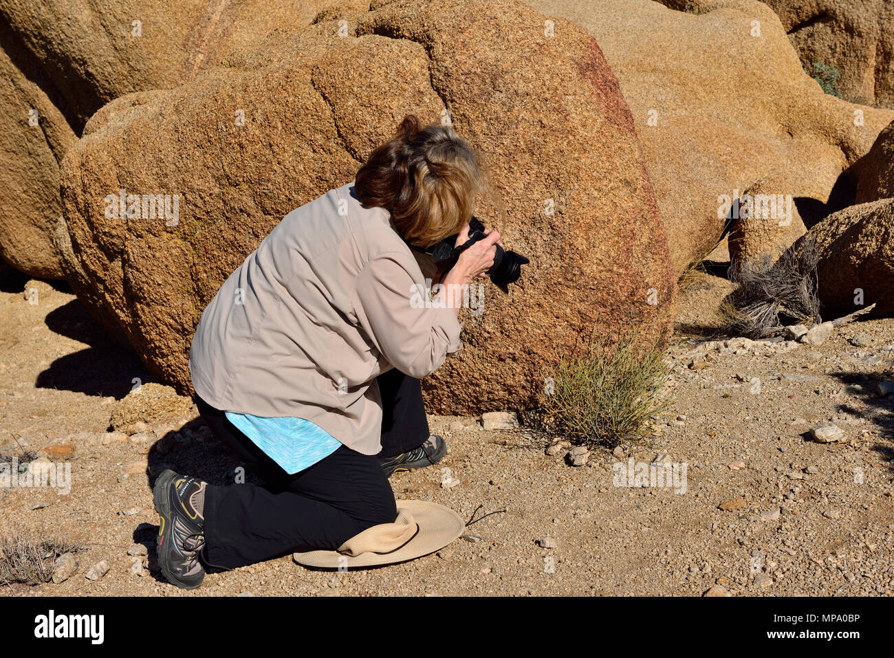 Lady photographing Desert rue, Thamnosma montana, Skull Rock area, Jumbo Rocks campground, Joshua Tree National Park, CA 180315 68341 Stock Photo