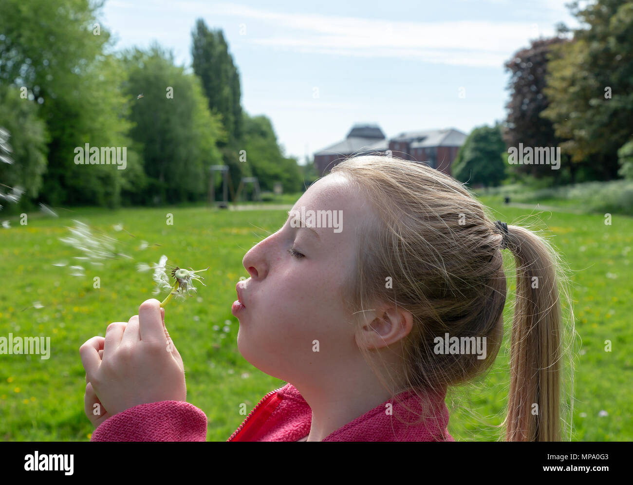 Young girl with blond hair and a pony tail blows the seeds off a dandelion flower Stock Photo
