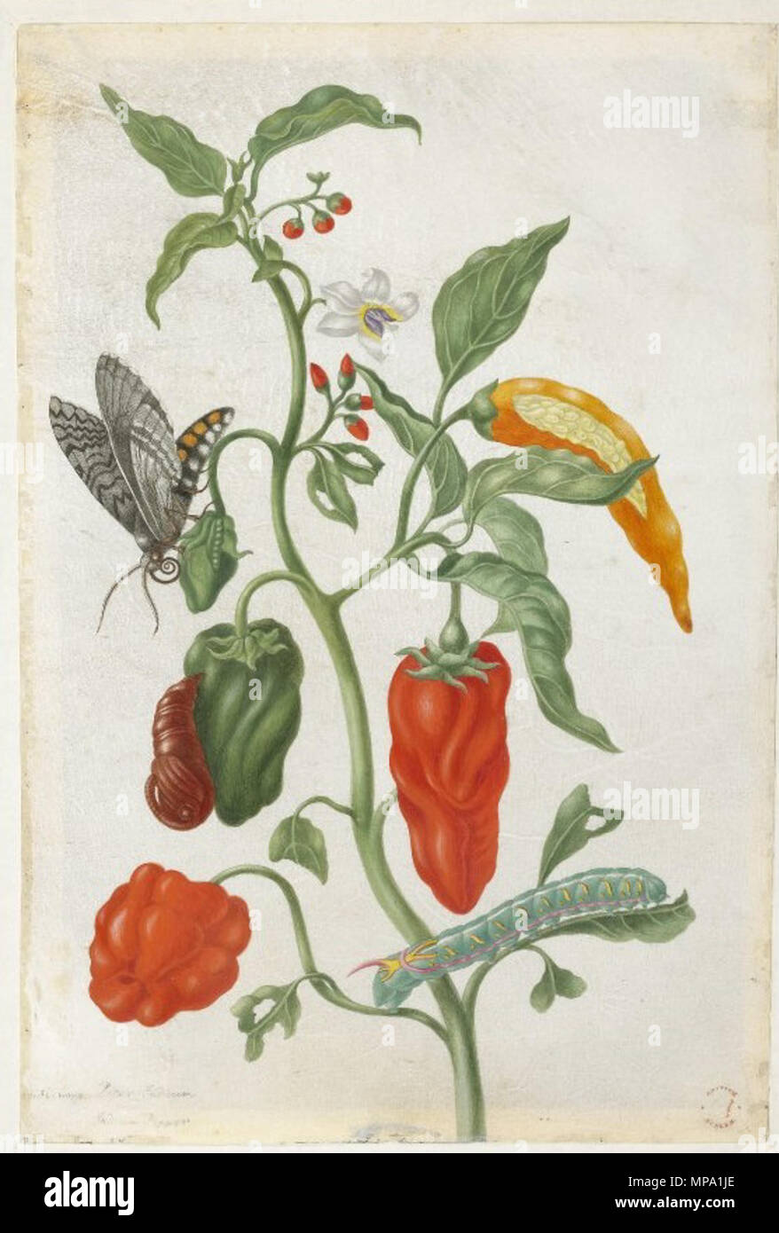English: Indian pepper with examples of a butterfly, chryslais and caterpillar .  English: From an album of 91 drawings entitled 'Merian's Drawings of Surinam Insects &c'; the plant bearing red and green peppers Watercolour and bodycolour, heightened with white, and with pen and grey ink, on vellum. In 1905 published in Women painters of the world, from the time of Caterina Vigri, 1413-1463, to Rosa Bonheur and the present day, by Walter Shaw Sparrow, The Art and Life Library, Hodder & Stoughton, 27 Paternoster Row, London . between 1701 and 1705.   858 Maria Sibylla Merian - plant study with  Stock Photo