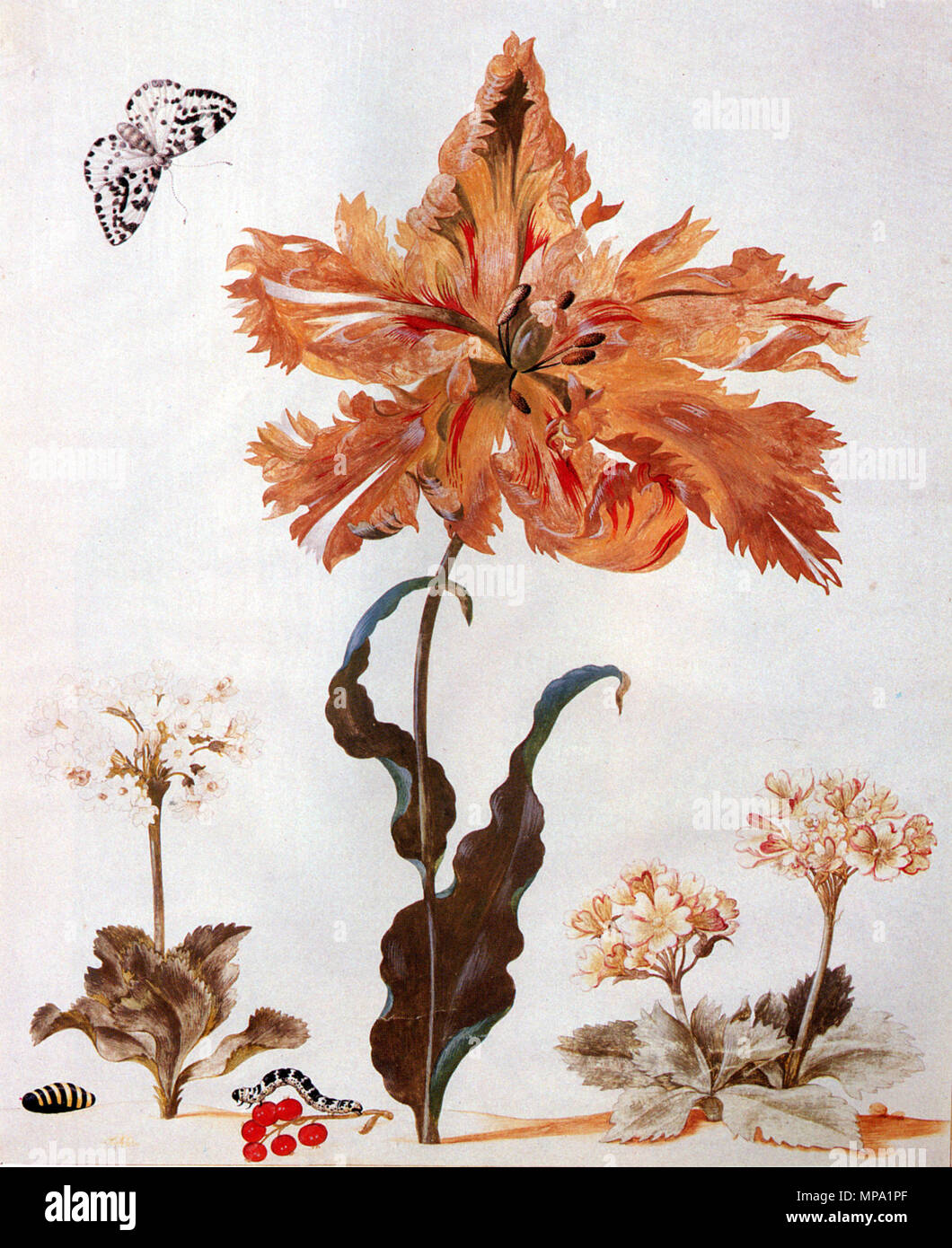 English: A Parrot Tulip, Auriculas, and Red Currants, with a Magpie Moth, its Caterpillar and Pupa    .   859 Maria-Sibylla-Merian-001 Stock Photo