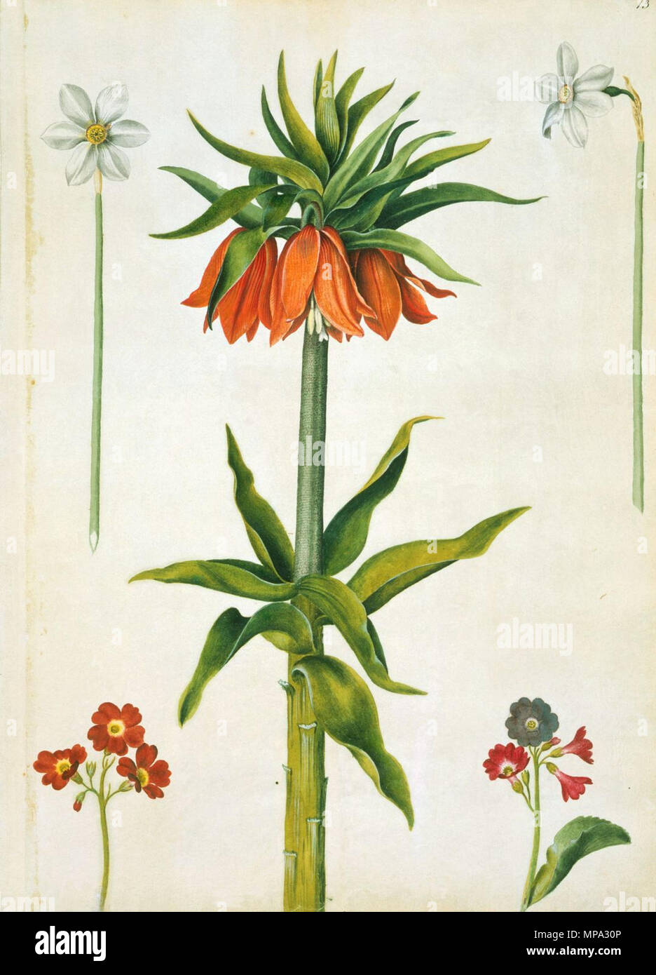 . English: Crown imperial, narcissi and auriculas . between 1650 and 1682. Alexander Marshal 864 Marshal - Crown imperial, narcissi and auriculas Stock Photo
