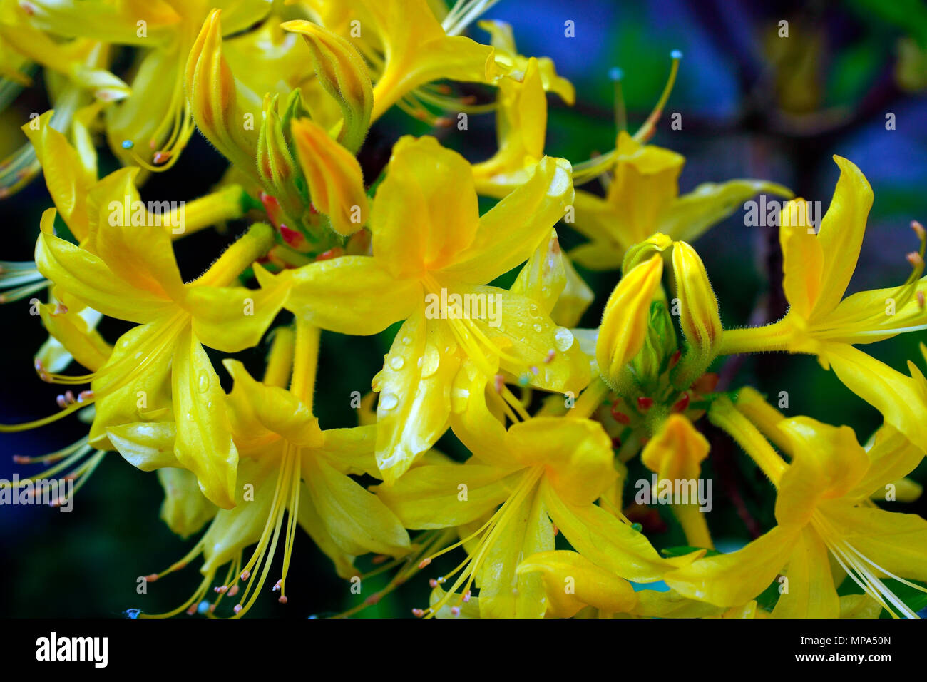 AZALEA, HONEYSUCKLE AZALEA, YELLOW AZALEA Stock Photo Alamy