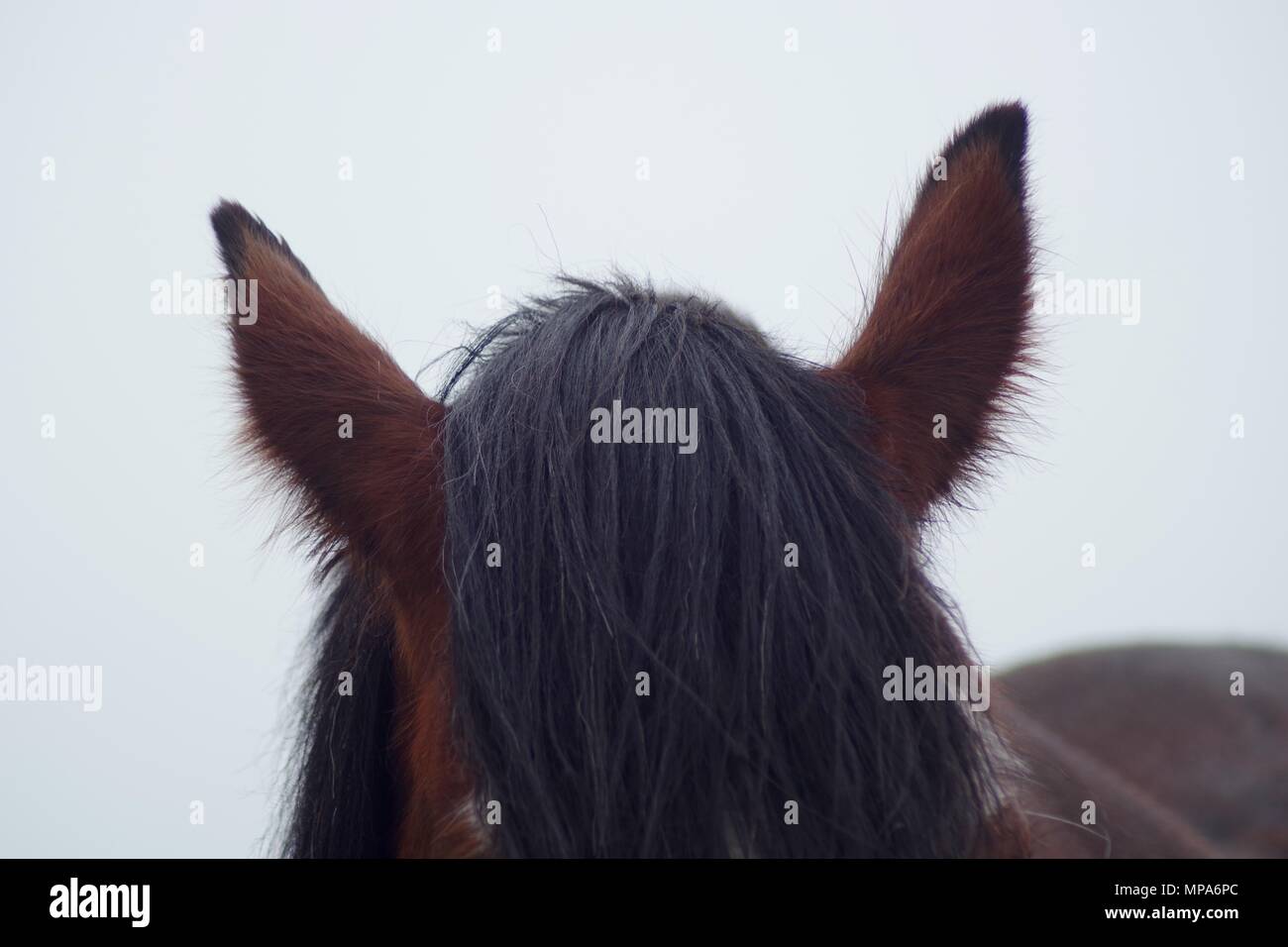 Shire Horse on Doonies Rare Breed Farm. Cove Bay, Aberdeen, Scotland, UK. May, 2018. Stock Photo