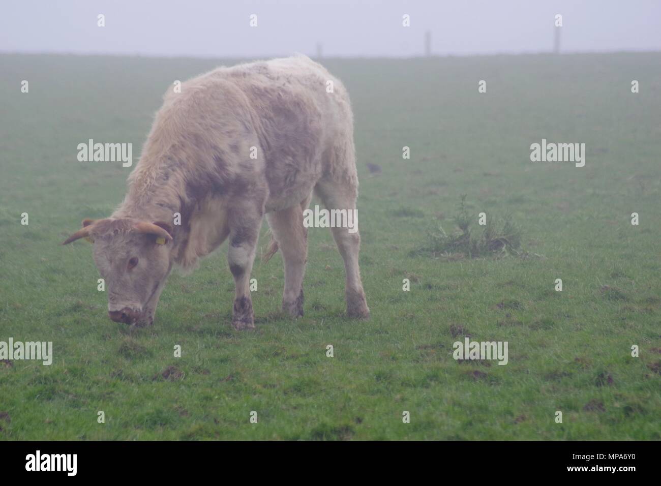 English Longhorn Cattle Grazing in a Misty Field. Doonies Rare Breed Farm. Cove Bay, Aberdeen, Scotland, UK. May, 2018. Stock Photo