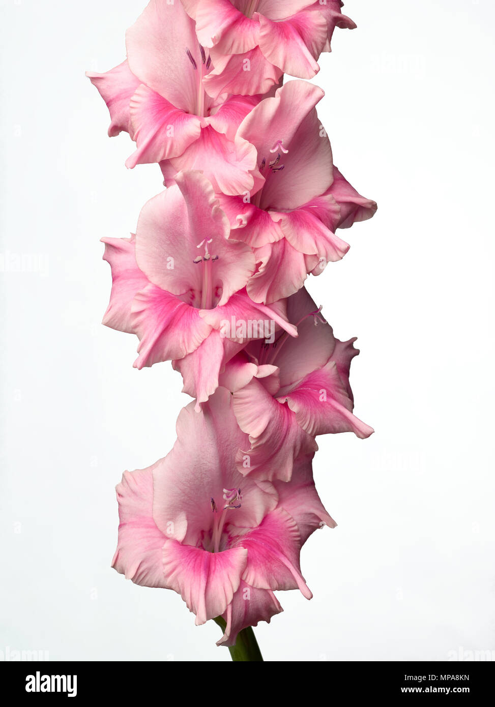 Stem of pink Gladioi flowers in full bloom. Stock Photo