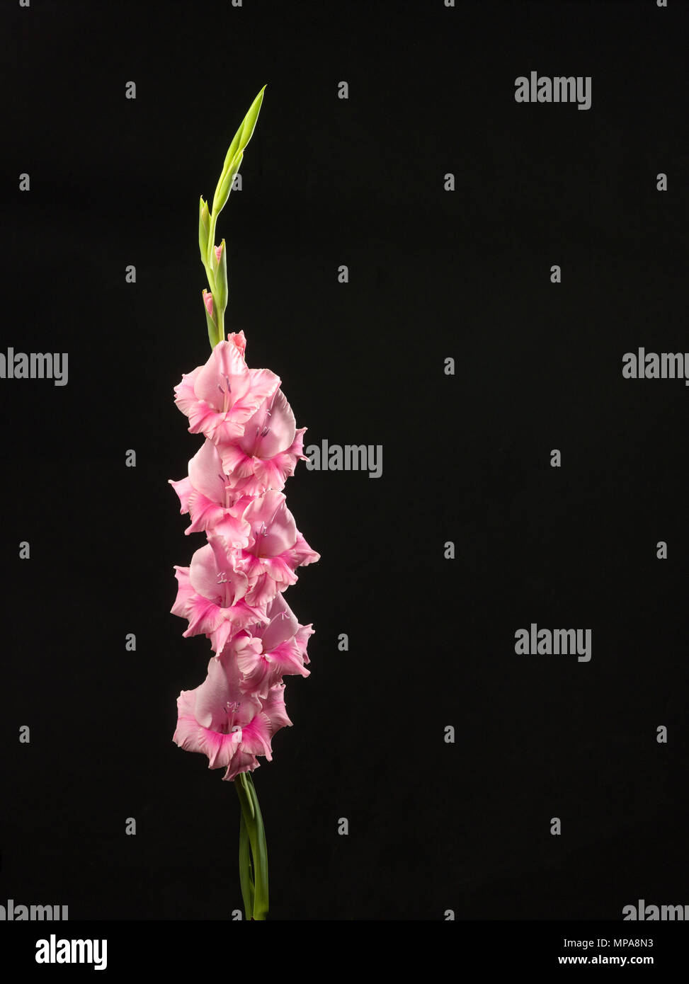 Pink Gladiolus flower in studio. Stock Photo