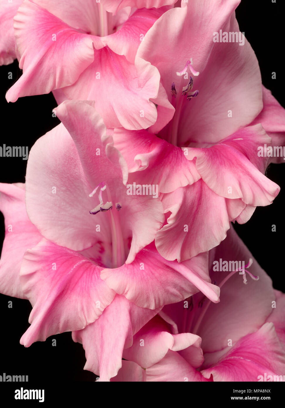 Close-up pink Gladioli flowers in studio setting. Stock Photo