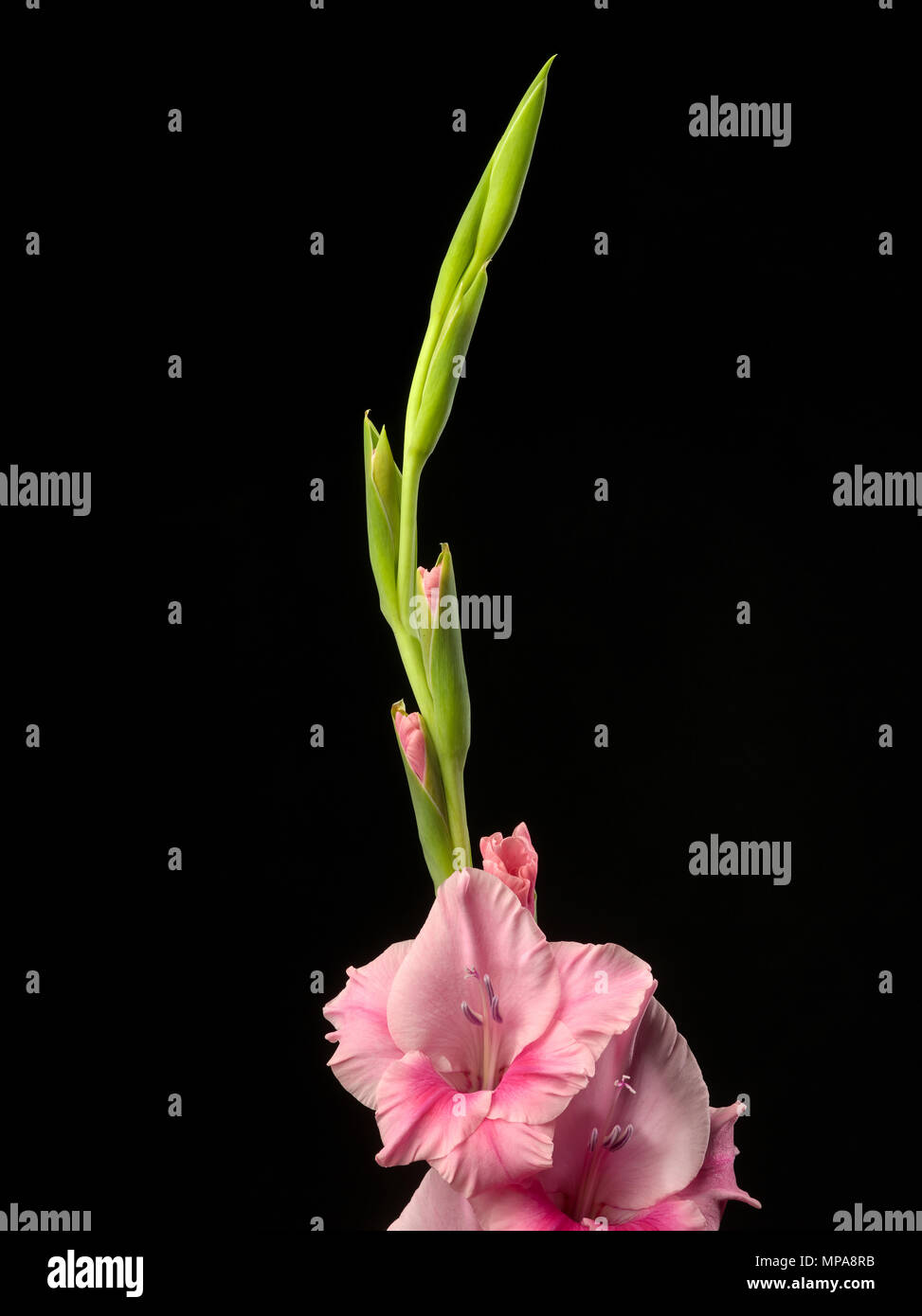 Flower buds on a stem of Gladioli plant, all in various stages of opening. Stock Photo