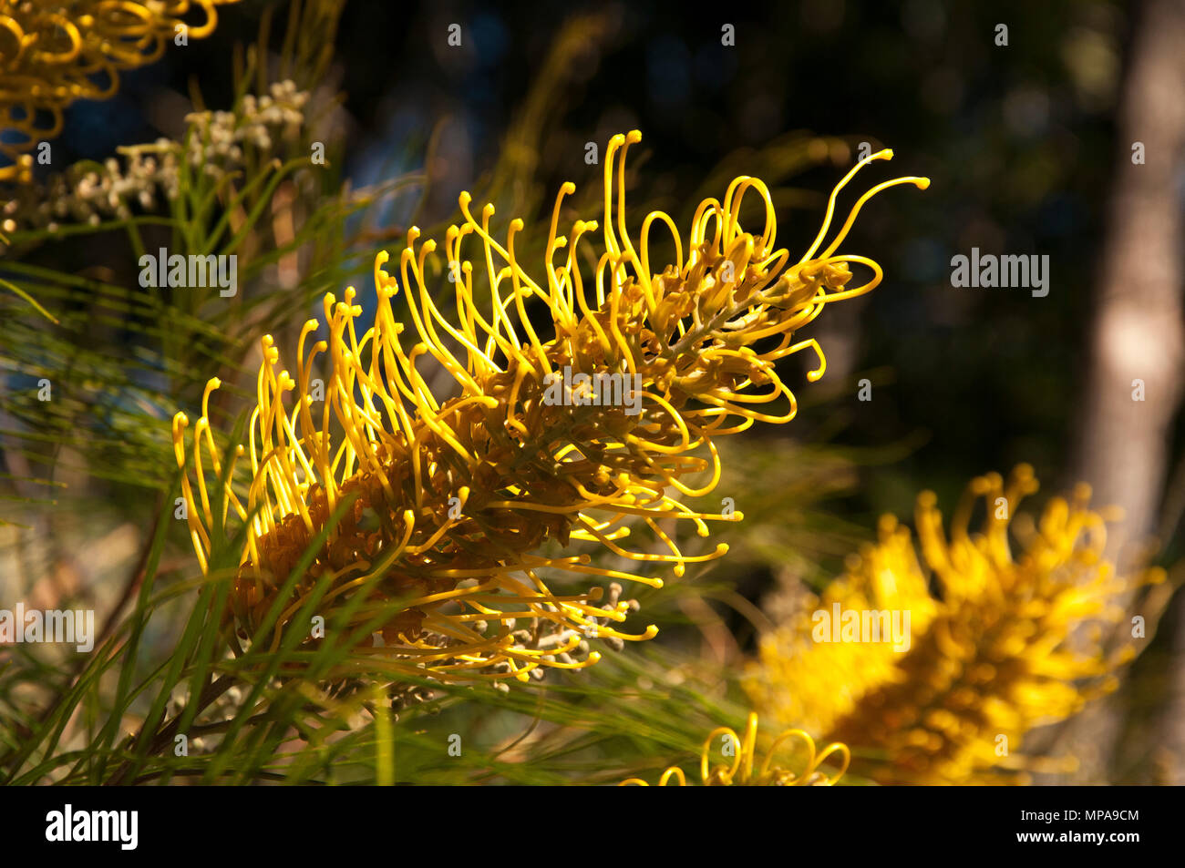 Flowering grevillea bush, possibly Honey Gem variety, Mt Glorious, D'Aguilar National Park, Queensland, Australia Stock Photo