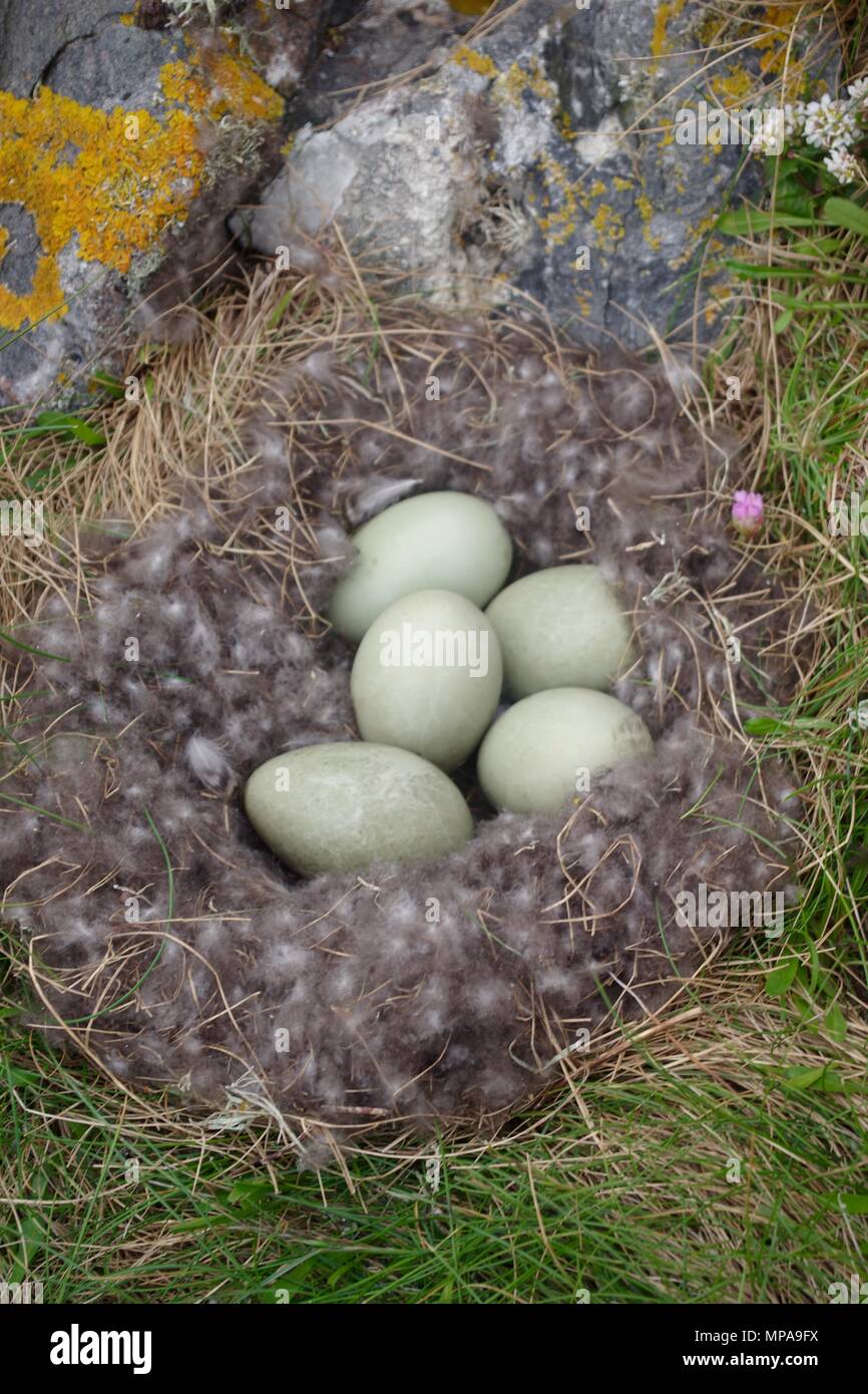 Somateria mollissima nest eggs hires stock photography and images Alamy