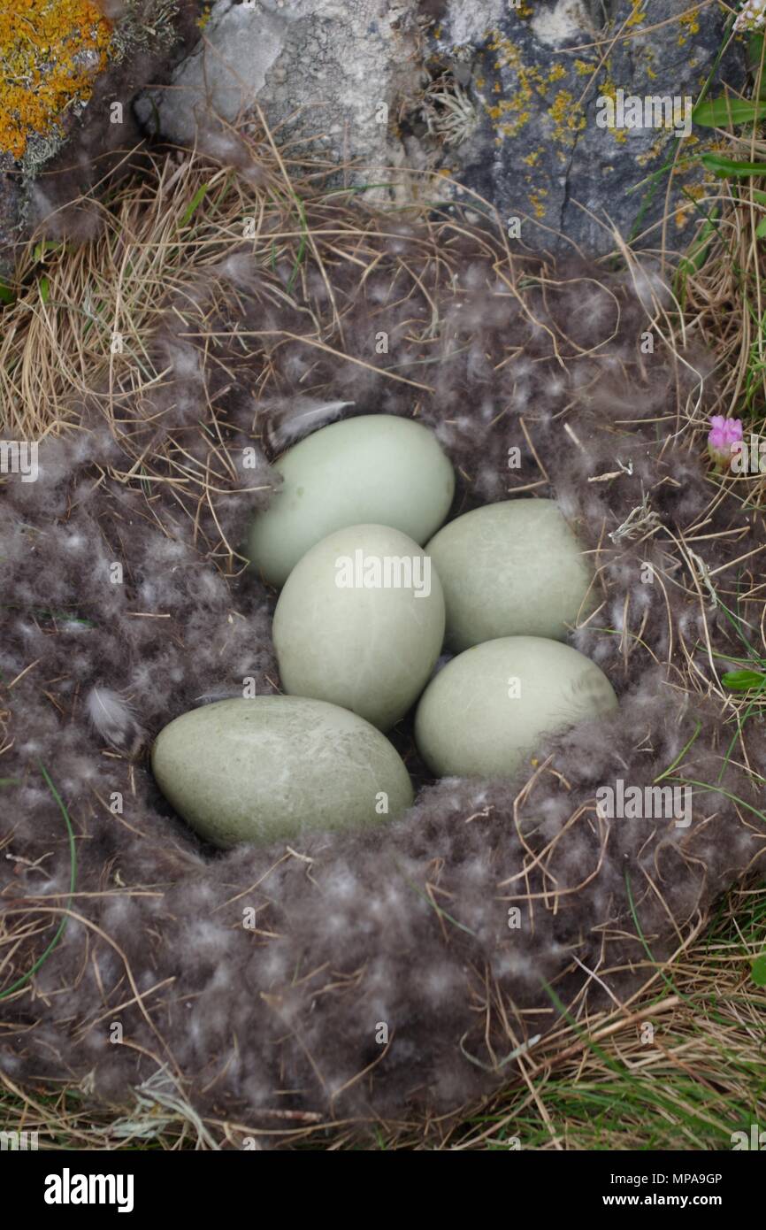 Clutch of 5 Green Common Eider Duck Eggs in a Downy Ground Nest on the