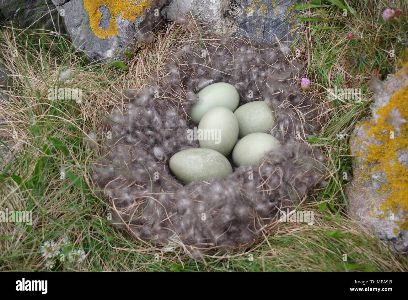Amniotic egg hires stock photography and images Alamy