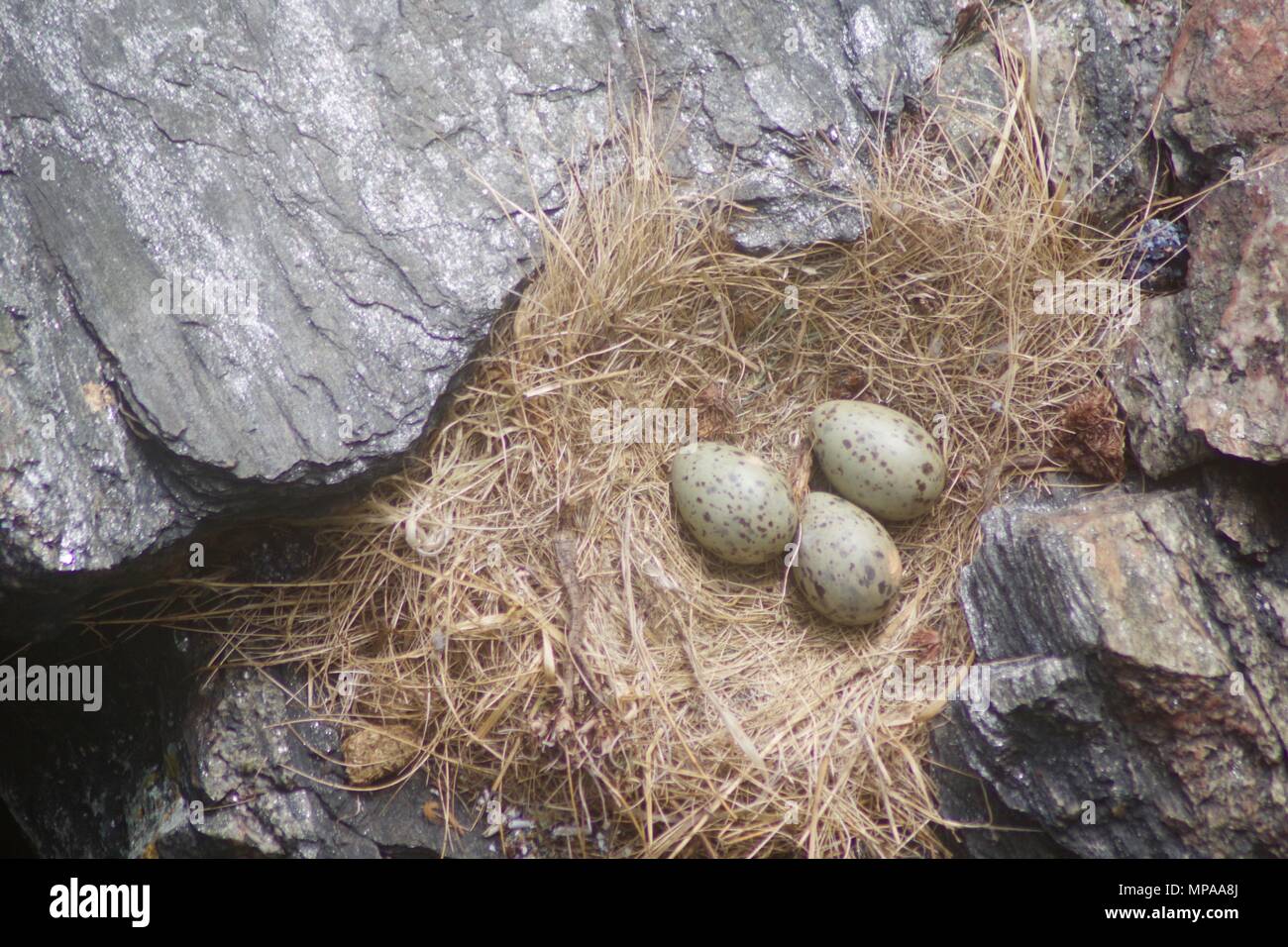 Seagull eggs uk hires stock photography and images Alamy