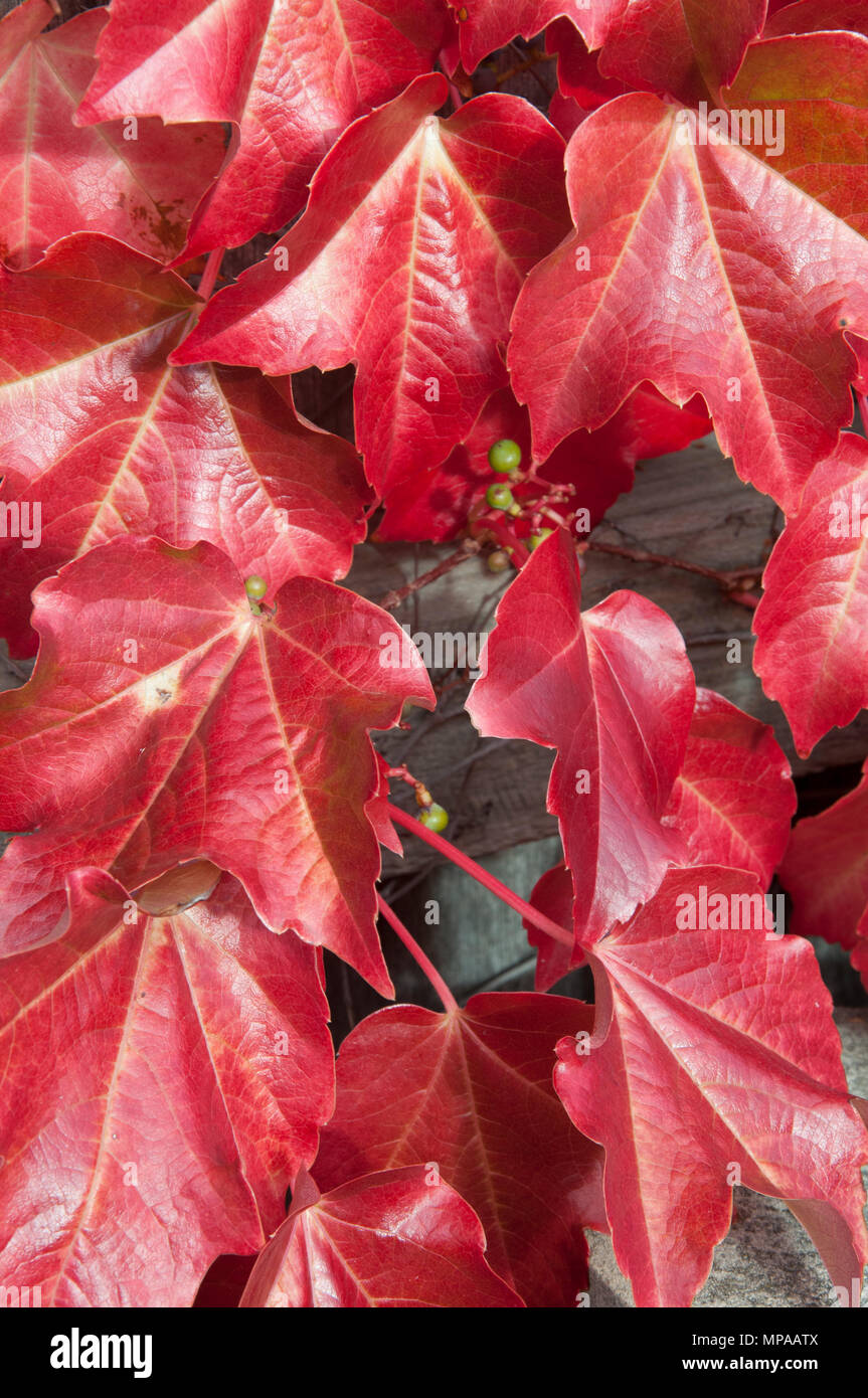 Autumn colour on Virginia creeper leaves, Hobart, Tasmania, Australia Stock Photo