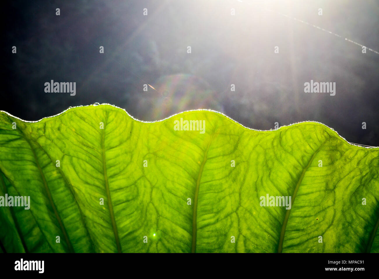 Dew drops on lotus leaf in morning Stock Photo