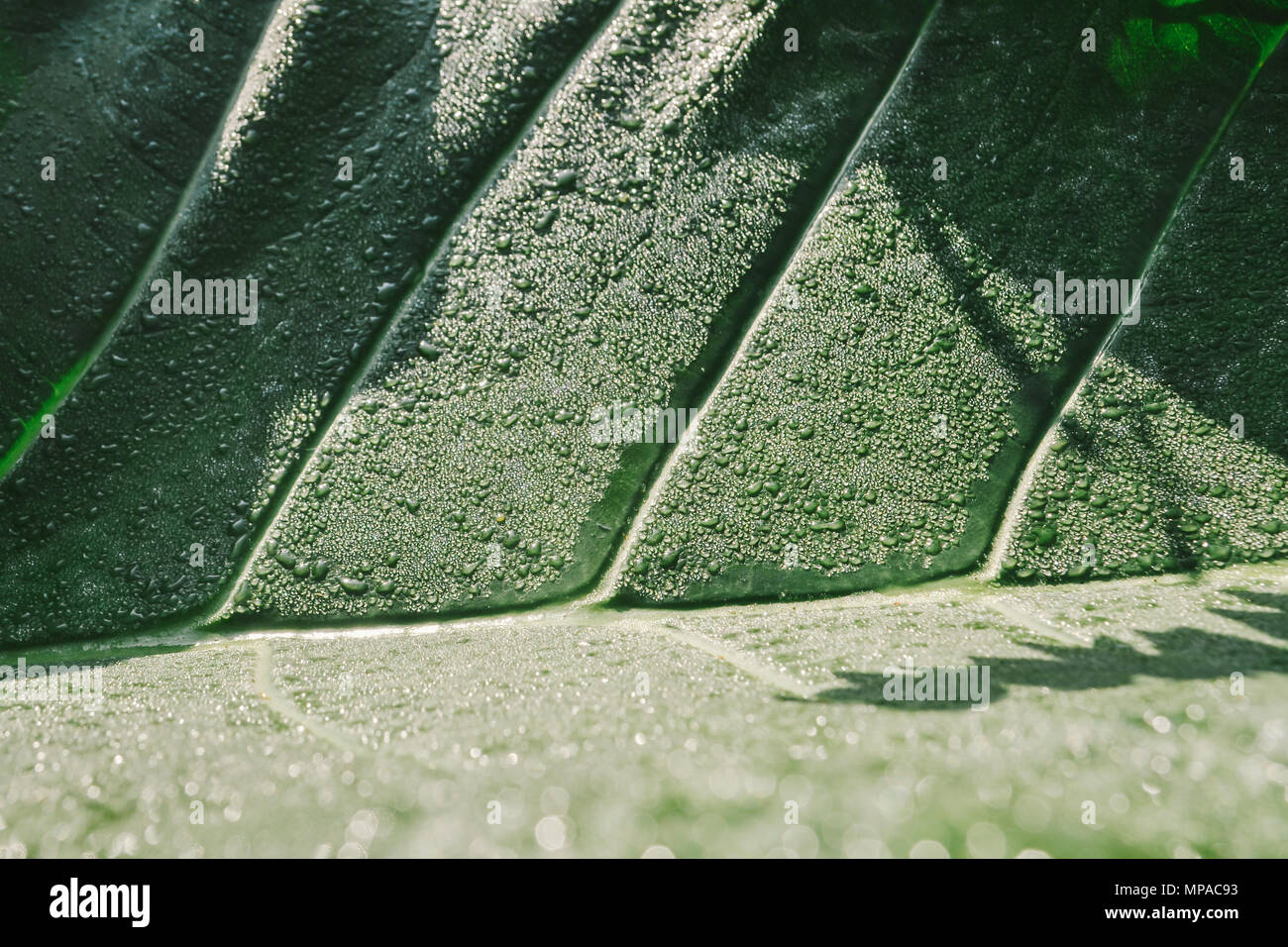 Dew drops on lotus leaf in morning Stock Photo