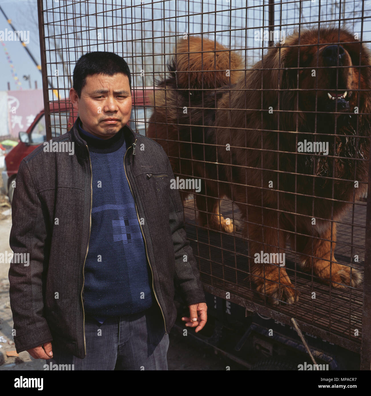 Chinese man selling a Tibetan mastiff at a dog market in Bazhou, Hebei province, China. 01-Apr-2013 Stock Photo