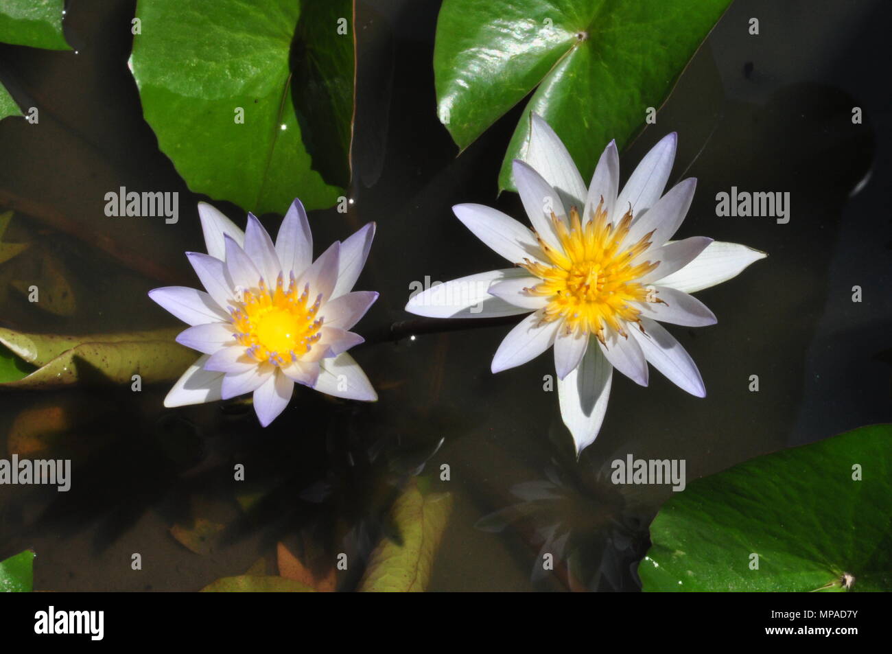Lotus Flowers, Bang Lamung, Chonburi Province, Thailand, Water Plants, Water Repellent Leaves, Great Blossoms, White-Purple Blossoms Color Stock Photo