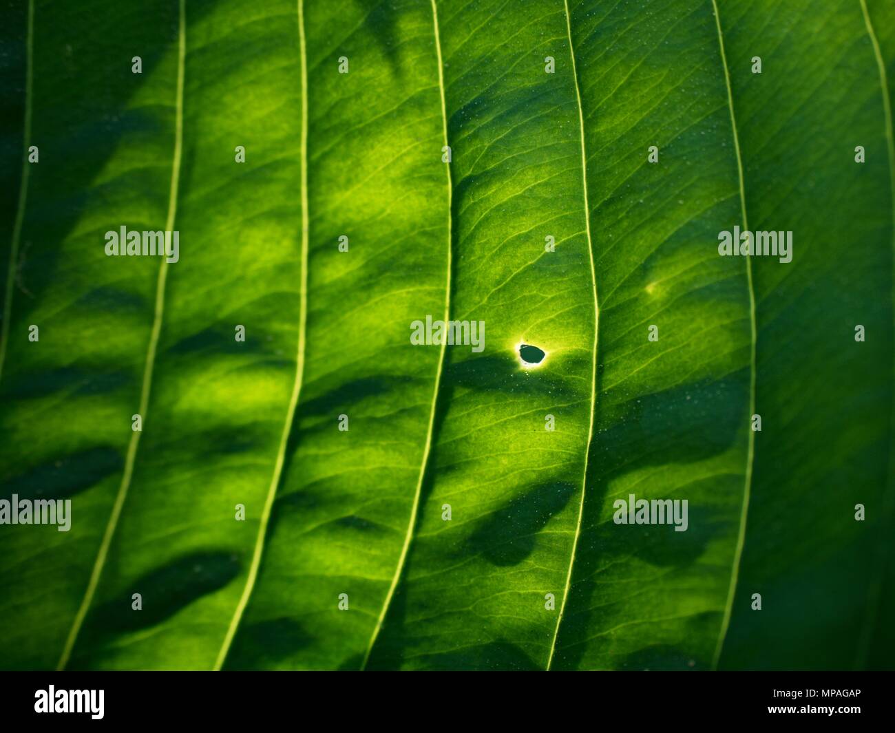 Leaf contour of the hostа plan, lush foliage. Dark green colored leaves of a plant. The hosta in the garden Stock Photo