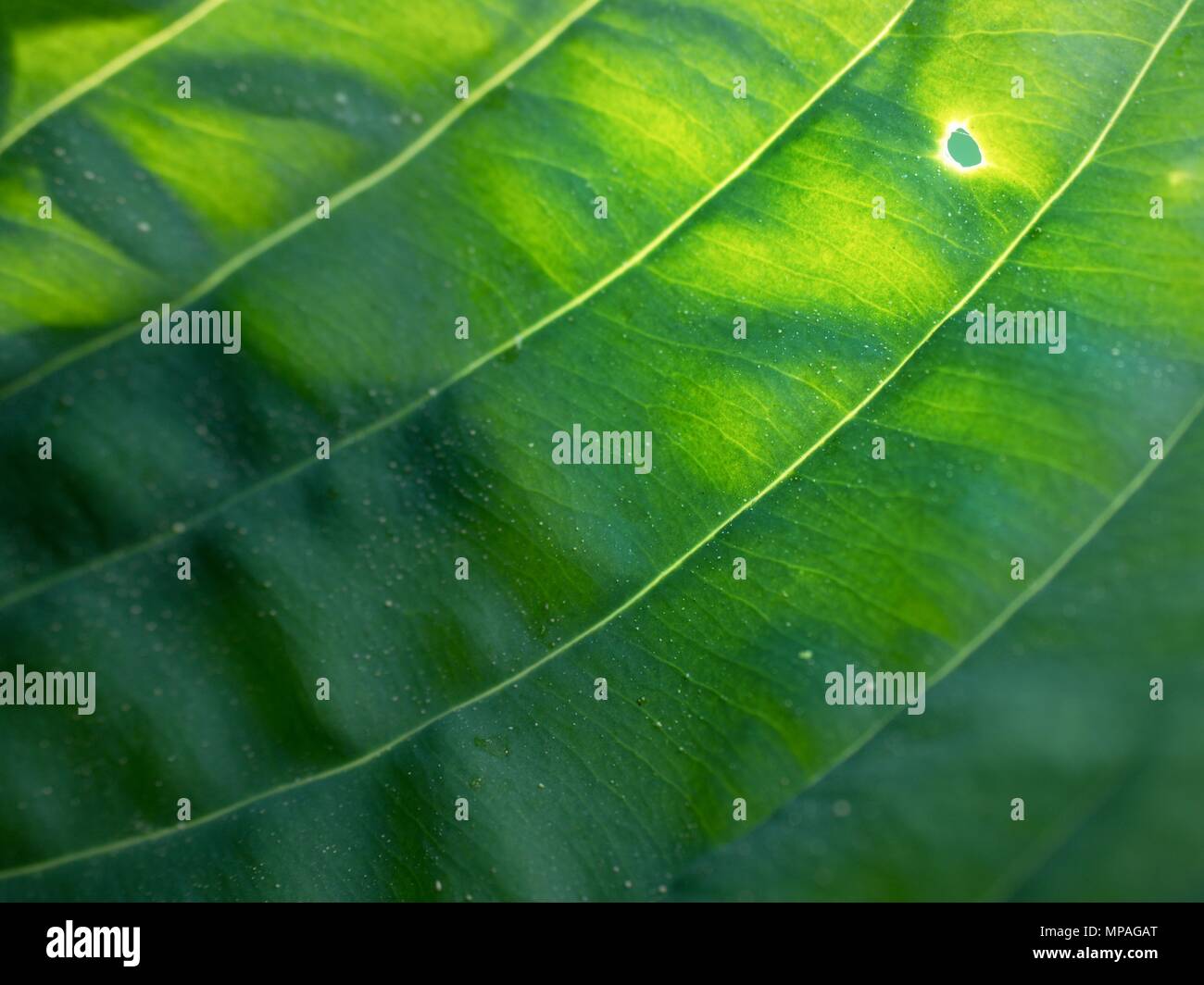Leaf contour of the hostа plan, lush foliage. Dark green colored leaves of a plant. The hosta in the garden Stock Photo