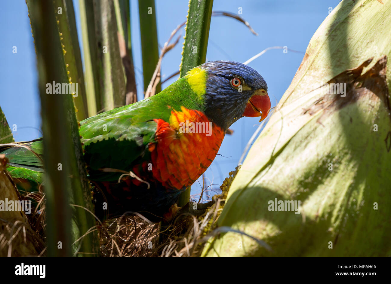 Queensland parrot hi-res stock photography and images - Alamy