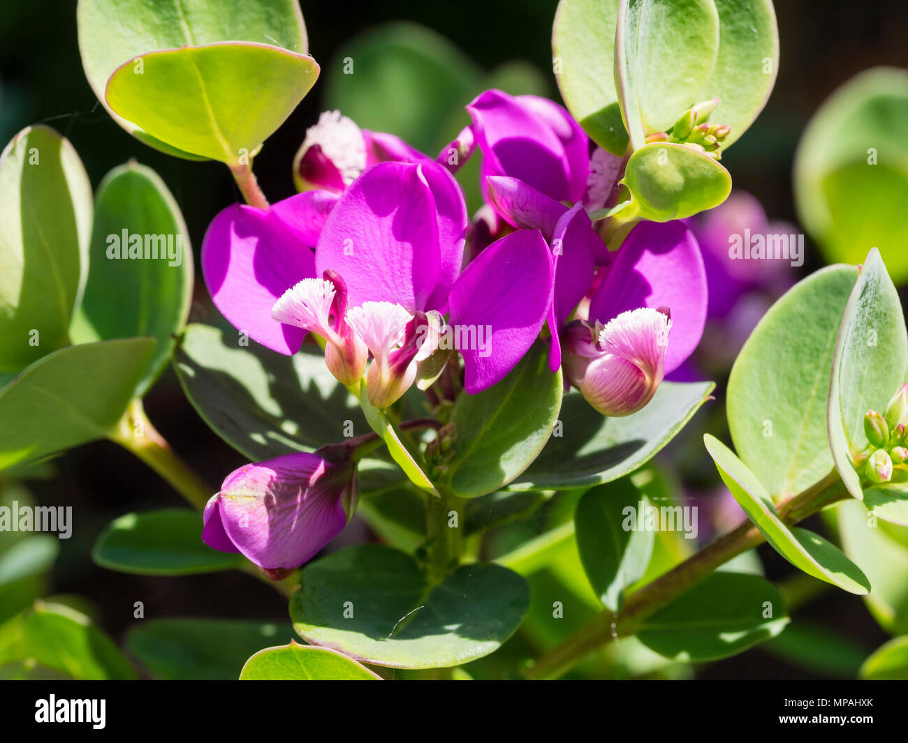 Long flowering purple pink blooms of the South African evergreen shrub, Polygala fruticosa 'Africana' Stock Photo