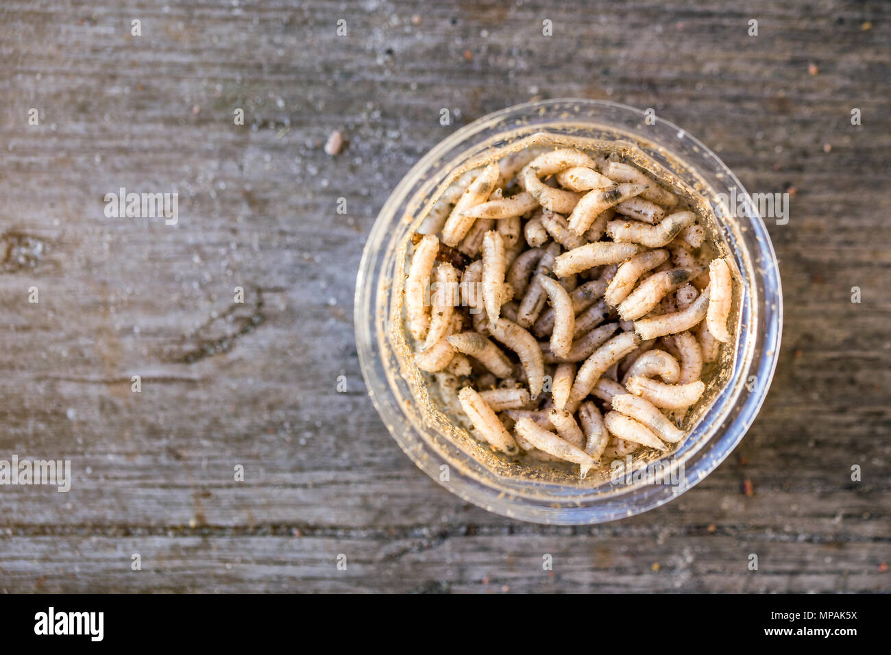 Maggots Food Stock Photos & Maggots Food Stock Images Alamy