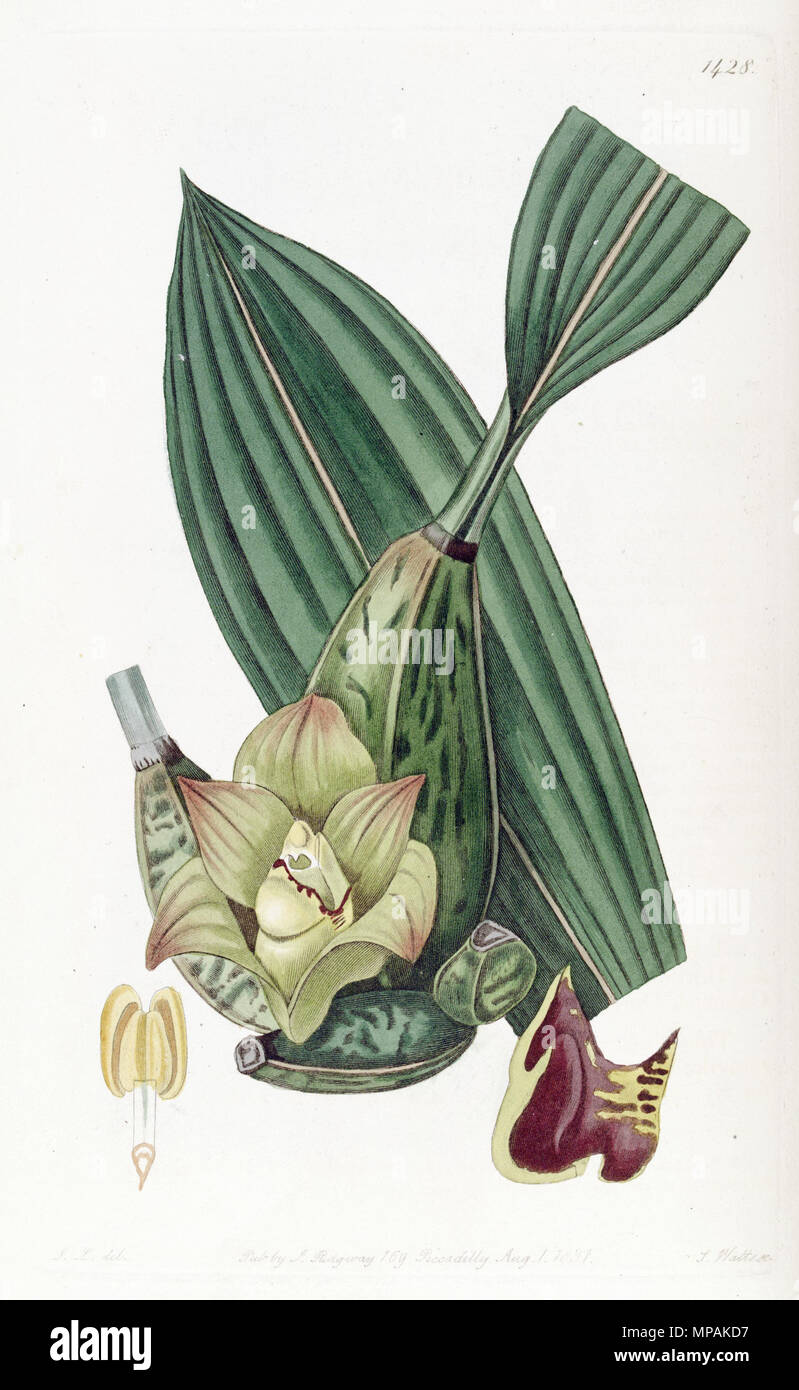 . Bifrenaria tetragona (as syn. Maxillaria tetragona) . 1831. J. L. del., S. Watts sc. (J. L. = John Lindley) 878 Maxillaria tetragona - Edwards' vol. 17 (1831) pl. 1428 Stock Photo