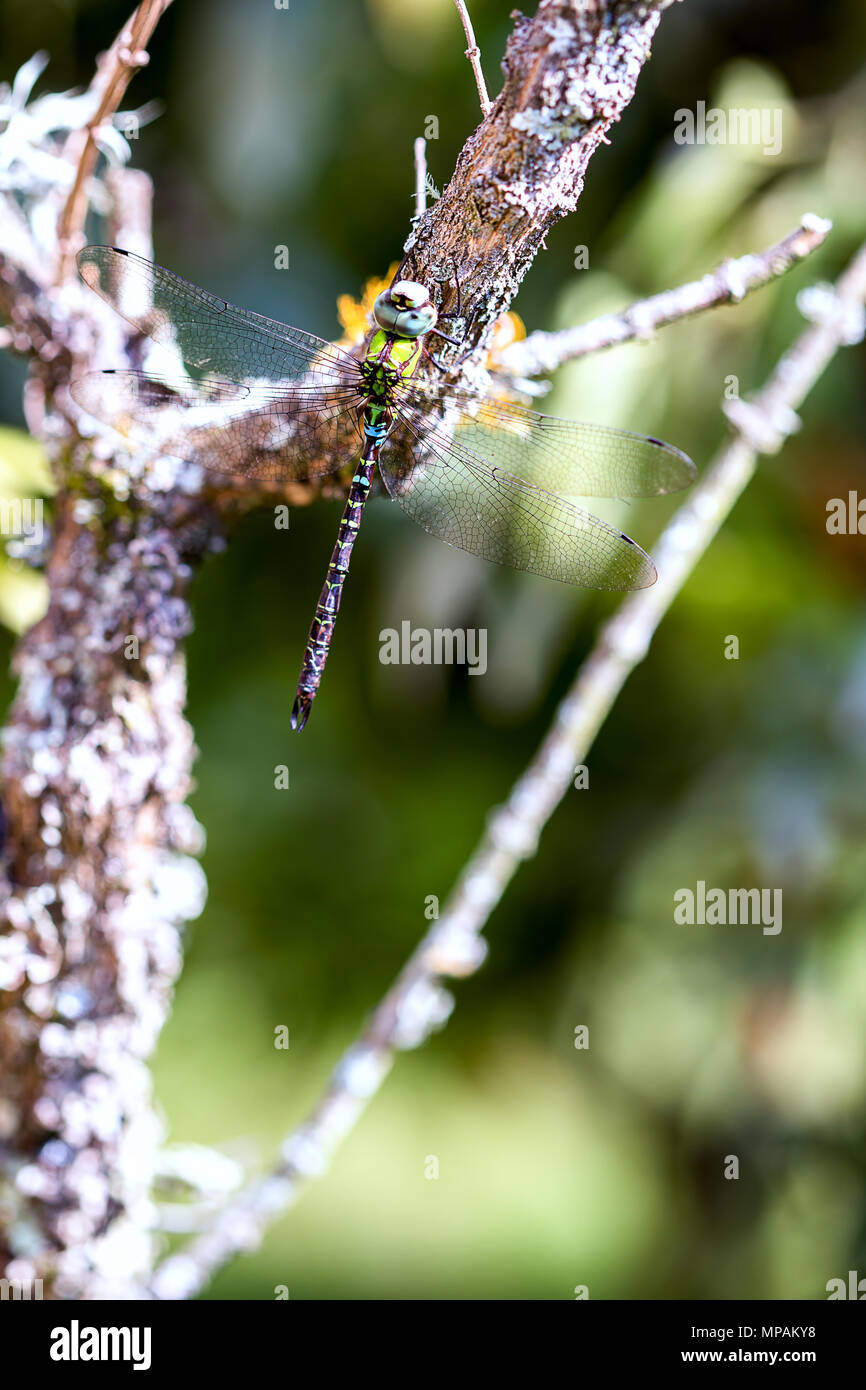 Macro photography of a blue-eyed darner dragonfly resting on a branch ...
